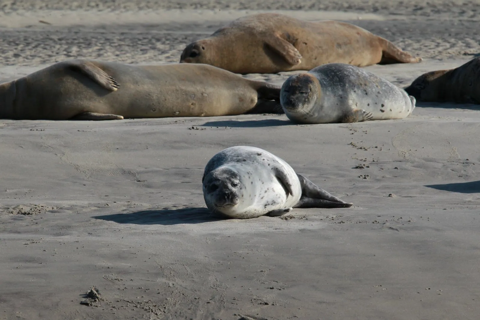 Des phoques veaux-marins au repos sur le sable, en baie d’Authie