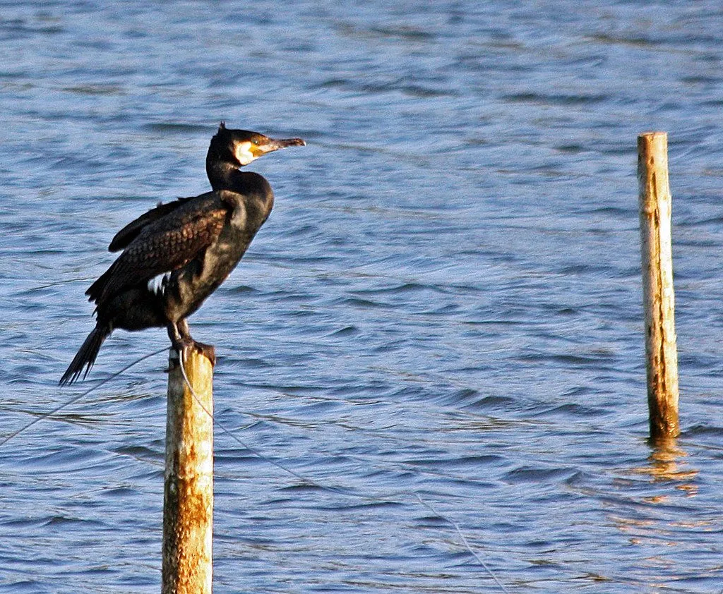 Un cormoran posé sur un pieu, au-dessus de l’eau