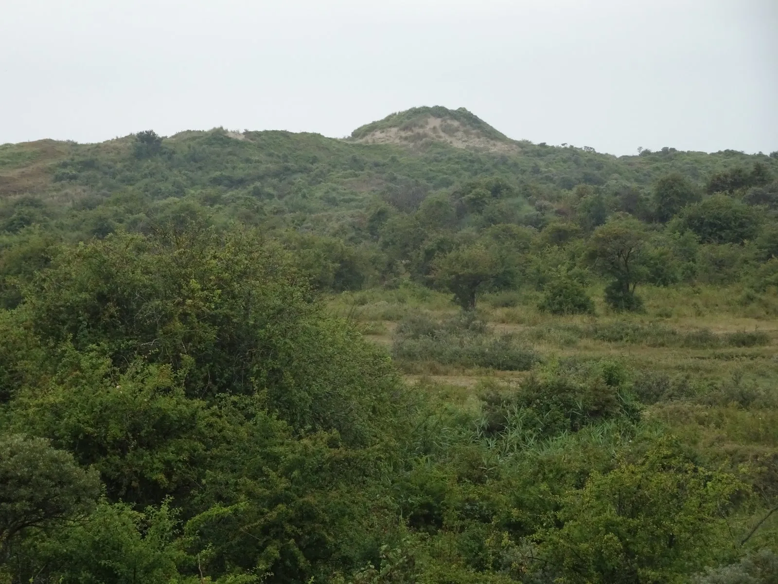 Le massif dunaire de la réserve de la Dune Marchand, à Bray-Dunes