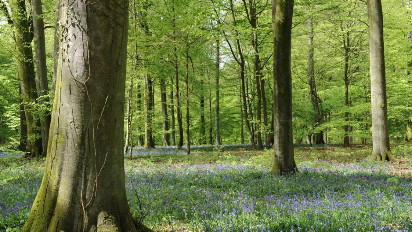 La forêt domaniale de Guînes au printemps, entre les hêtres et les jacinthes sauvages