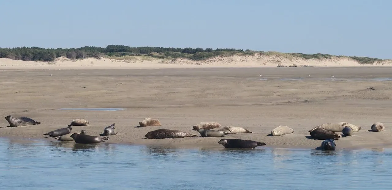 Rustende zeehonden op het zand van de baai van de Authie