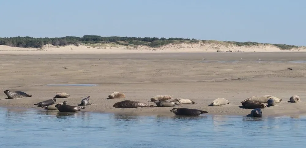 Seehunde auf einer Sandbank in der Authie-Bucht