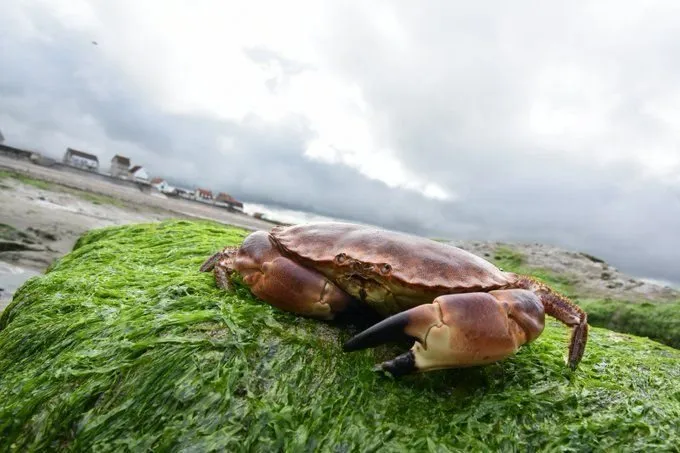 Een krab op de met wier bedekte rotsen