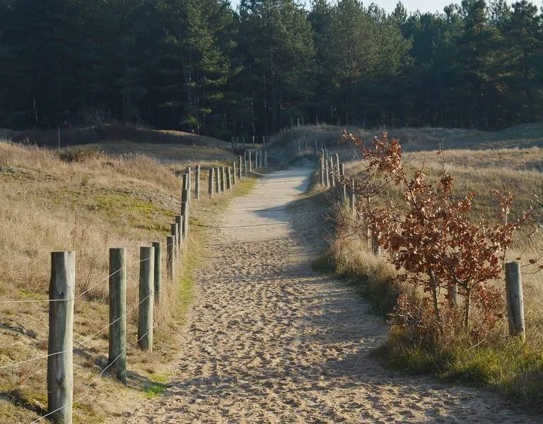 Der Weg durch die Dünen des Mont Saint-Frieux, Richtung Wald