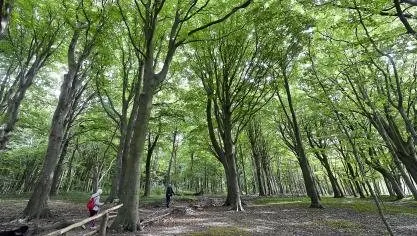 Het kustpad tussen de beboste duinen van Tardinghen