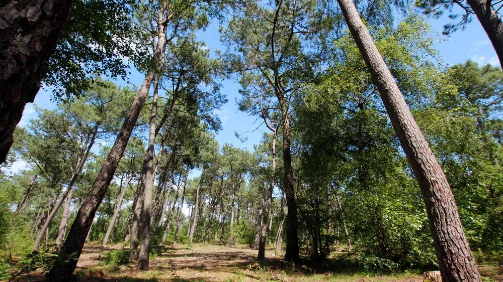 Het dennenbos van Le Touquet, kreupelhout in de zon