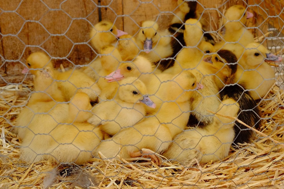 audruicq market, poultry and livestock market