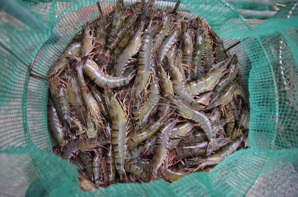grey shrimp in a net