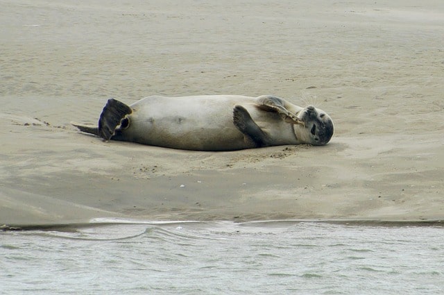 Zeehond in de baai van de Authie