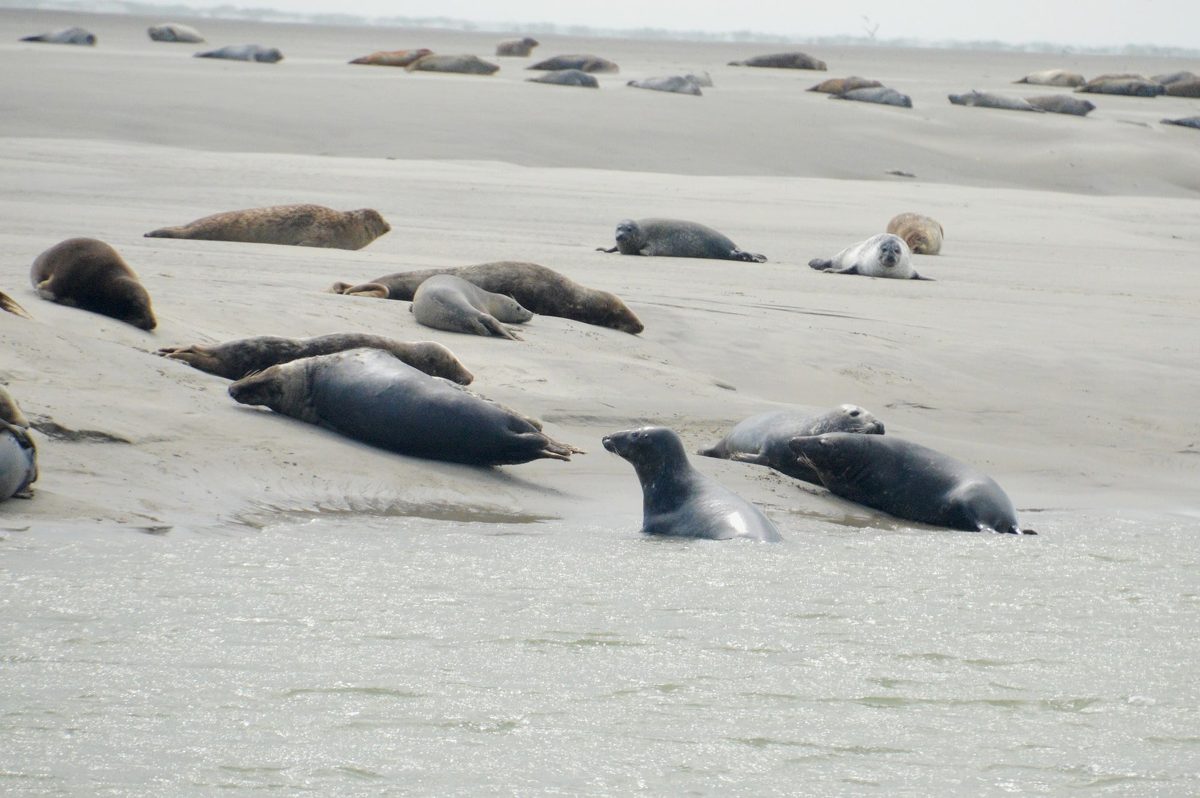Zeehonden zien aan de Opaalkust