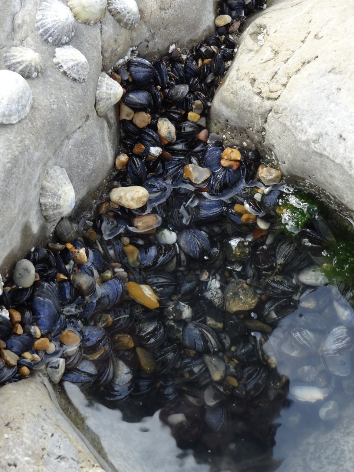 peche à pied en cote d'OPale - moules, crevettes et coques